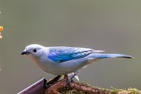 Tangara azuleja (Tangara évêque) Chirripo - Costa Rica