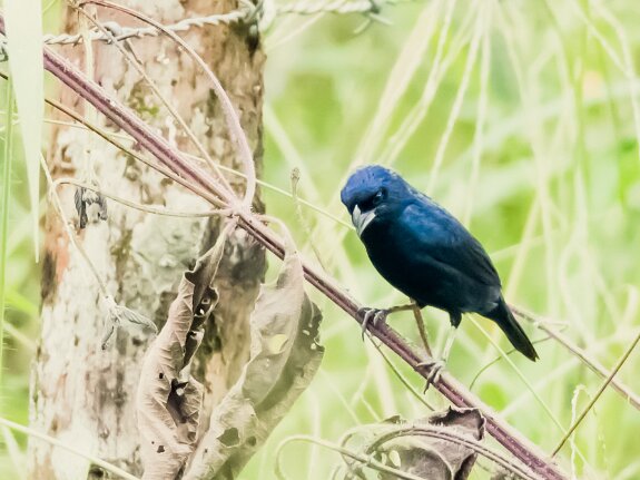 Jacarini noir