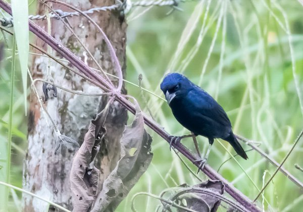 Jacarini noir