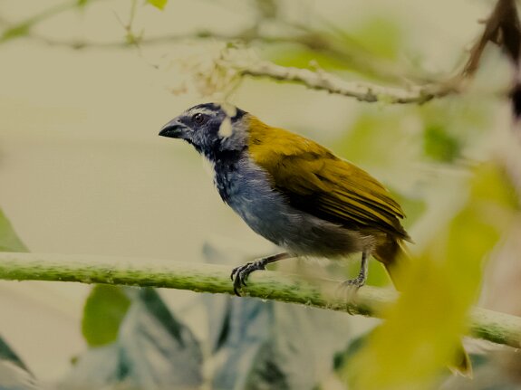 Saltator à tête noire