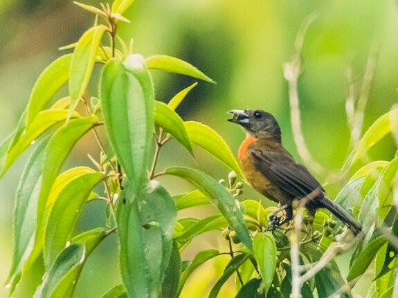 Tangara du Costa Rica