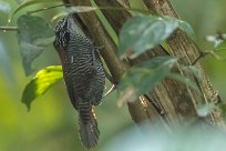 Cucarachero ribereño (Troglodyte des ruisseaux) Tarcoles - Costa Rica