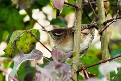 troglodyte_mignon_01-2 null