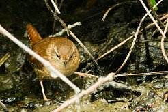 troglodyte_mignon_05-2 null