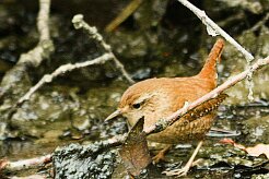 troglodyte_mignon_06-2 null