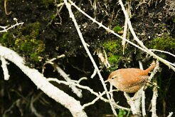 troglodyte_mignon_07-2 null