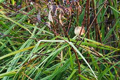 troglodyte_mignon_08-2 null