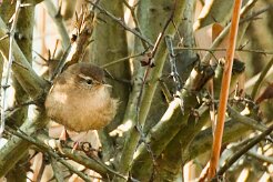 troglodyte_mignon_09-2 null