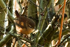 troglodyte_mignon_10-2 null