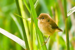 troglodyte_mignon_11-2 null