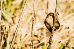troglodyte_mignon_12-2 null