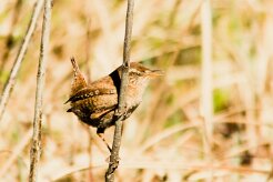 troglodyte_mignon_13-2 null
