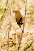 troglodyte_mignon_14-2 null