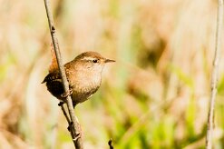 troglodyte_mignon_15-2 null