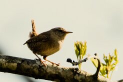 troglodyte_mignon_x737a0868-2 null