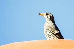 Groundscraper Thrush (Merle litsitsirupa)-737A0113-2 null