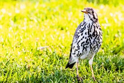 Groundscraper Thrush (Merle litsitsirupa)-737A0135-2 null