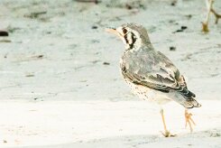 Groundscraper Thrush (Merle litsitsirupa)-737A9503-2 null