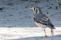 Groundscraper Thrush (Merle litsitsirupa) Okaukuejo - Etosha - Namibie