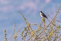 Groundscraper Thrush (Merle litsitsirupa) Du côté d'Omaruru