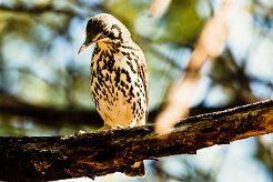 Groundscraper Thrush (Merle litsitsirupa)_737A2878-2 null