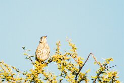 Groundscraper thrush (Merle litsitsirupa)-737A0468-2 null