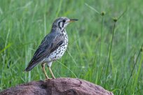 Groundscraper thrush (Merle litsitsirupa) Waterberg