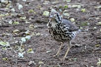 Groundscraper thrush (Merle litsitsirupa) Waterberg