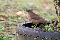 Zorzal pardo (Merle fauve) Turrialba - Costa Rica