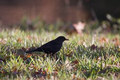 Merle noir_737A3807 null