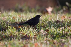 Merle noir_737A3808 null