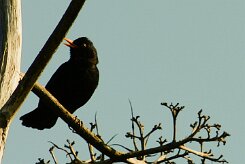 merle_noir_05-2 null