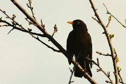 merle_noir_07-2 null