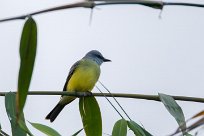 Tirano melancólico (Tyran mélancolique) Turrialba - Costa Rica