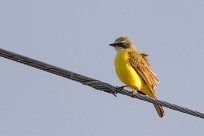 Bienteveo sociable (Tyran sociable) Turrialba - Costa Rica