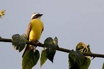 Bienteveo sociable (Tyran sociable) Turrialba - Costa Rica