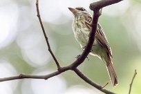 Bienteveo ventriazufrado (Tyran tigré) Matapalo - Costa Rica