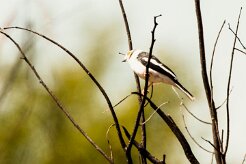White-crested Helmet-Shrike (Bagadais masqué)_7D2_1731 null