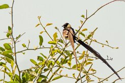 Long-tailed Paradise Whydah (Veuve de paradis)_7D2_0928 null
