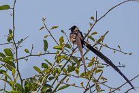 Long-tailed Paradise Whydah (Veuve de paradis) Chobe River