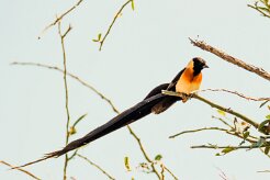 Long-tailed Paradise Whydah (Veuve de paradis)_7D2_0971 null