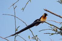 Long-tailed Paradise Whydah (Veuve de paradis) Chobe River