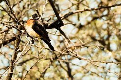 Long-tailed Paradise Whydah (Veuve de paradis)_7D2_1726 null