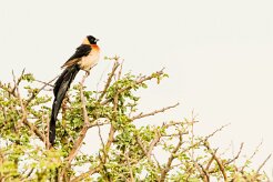 Long-tailed Paradise Whydah-(Veuve de paradis)_737A5428 null