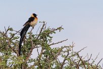 Long-tailed Paradise Whydah (Veuve de paradis) Etosha