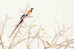 Long-tailed paradise whydah (Veuve de paradis)-737A9904-2 null