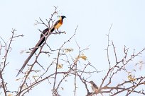 Long-tailed paradise whydah (Veuve de paradis) Etosha - Namibie