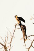 Long-tailed paradise whydah (Veuve de paradis)-737A9905-2 null