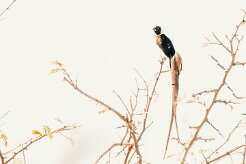 Long-tailed paradise whydah (Veuve de paradis)-737A9906-2 null