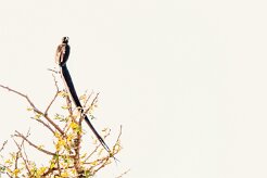 Long-tailed paradise whydah (Veuve de paradis)-737A9921-2 null